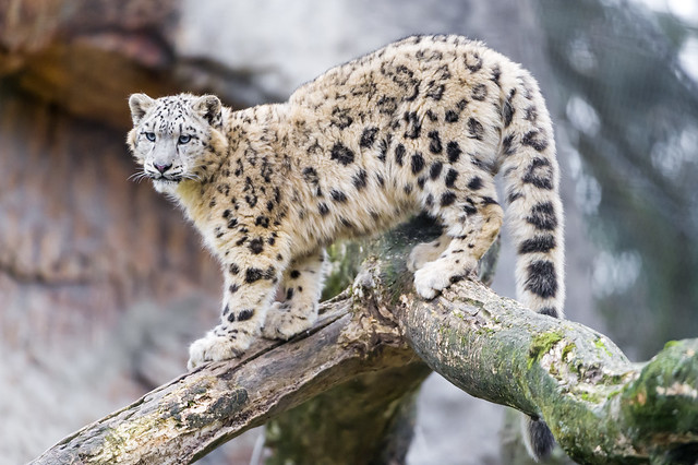 Young snow leopard posing