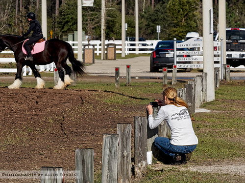 photographers jacksonville candid horse florida unitedstates us