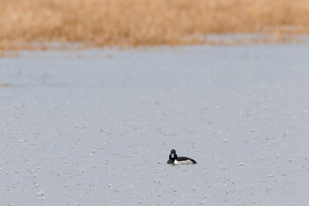 A ring-necked duck swims in a heavy rain on Bull Lake