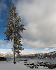 Snow and Pine, Lake Tahoe, Nevada