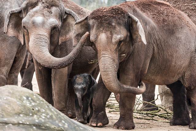 Elefanten mit Jungtier