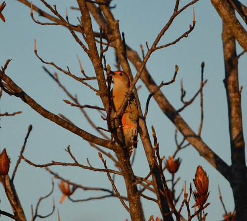 tree bird birds illinois woodpecker nikon redbelliedwoodpecker 2015 eddyville nikond7100