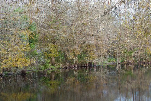 longexposure trees water pond woods florida swamp d750 birdrookeryswamp