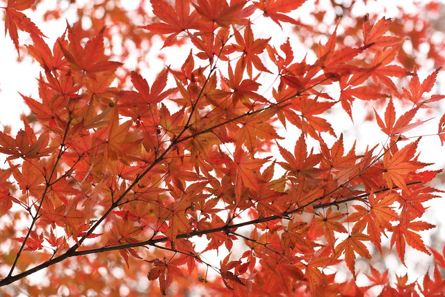 Autumn in Ueno Park