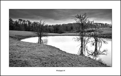 reflection tree puddle countryside mare ardennes reflet 55 campagne arbre auvillerslesforges