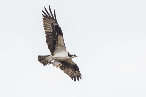 fish liberty flight indiana osprey pandionhaliaetus unioncounty