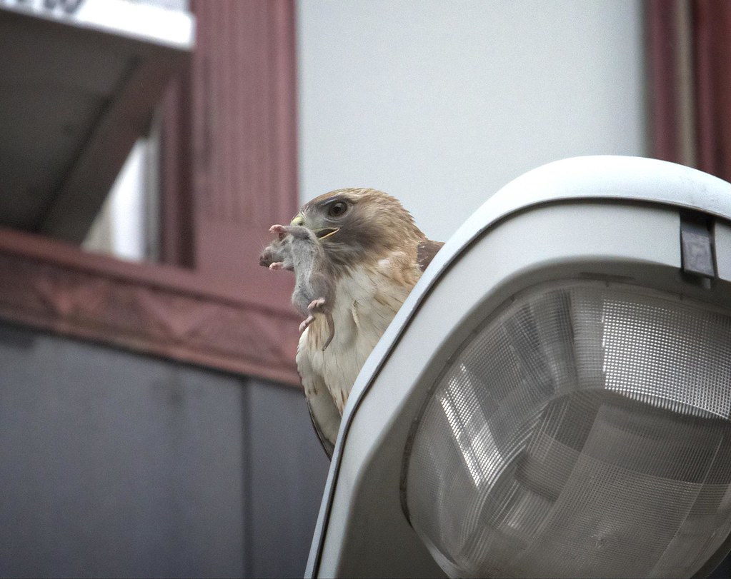 Hawk with a mouse