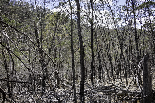 bushwalking tasmania krismccracken