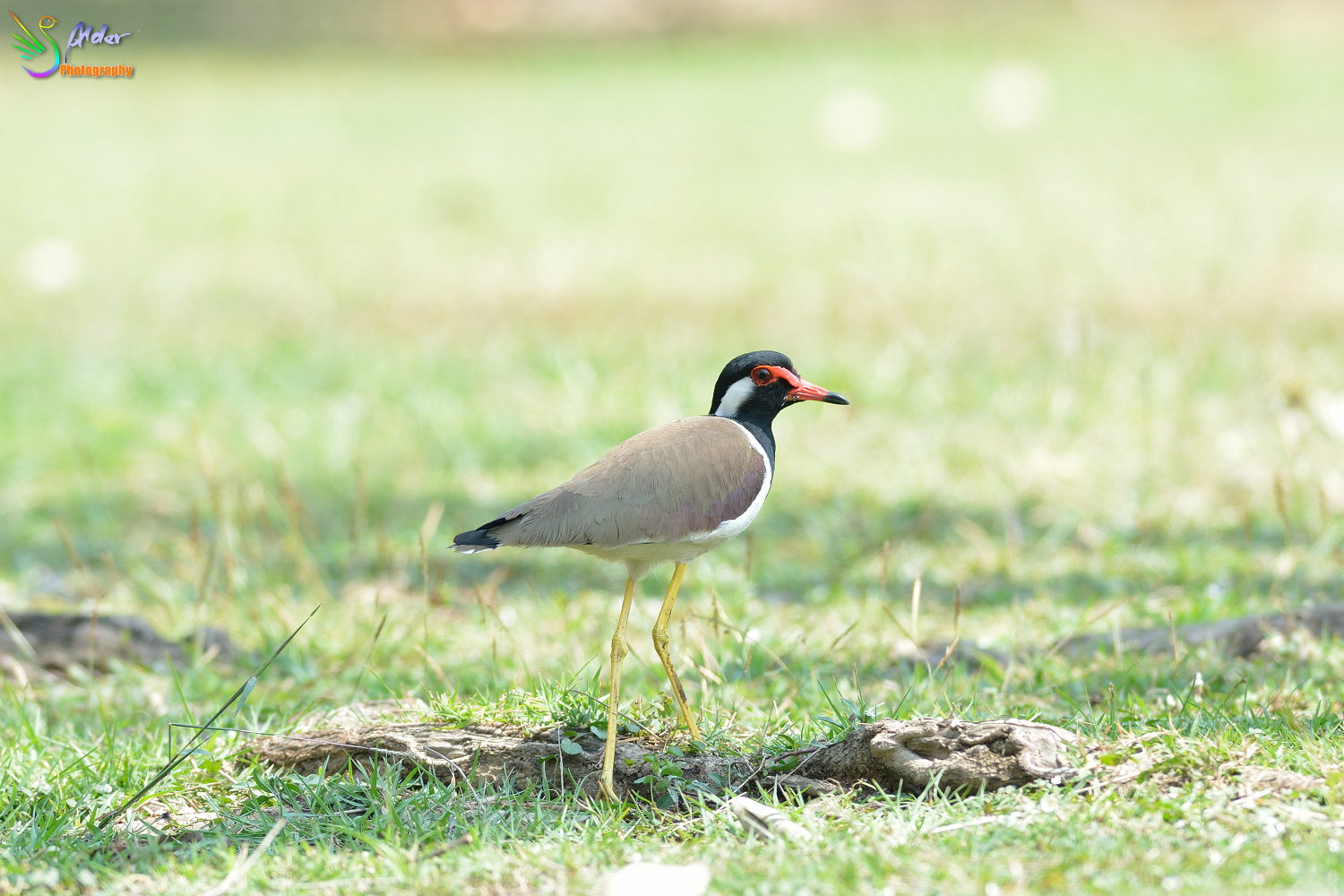 Red-wattled_Lapwing_2557