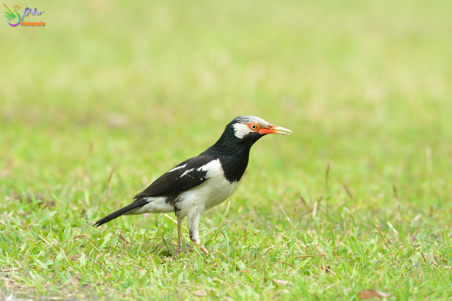 Asian_Pied_Starling_1500