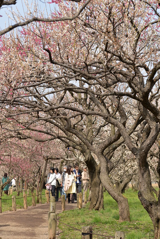 春の青春18きっぷの旅 偕楽園の梅まつり・龍ケ崎散歩 2016年3月8日