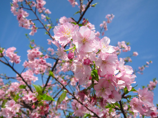 陽光運動公園櫻花