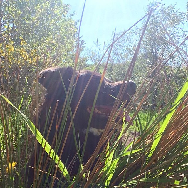 Bear Cub havin' fun in the sun. 🐶
