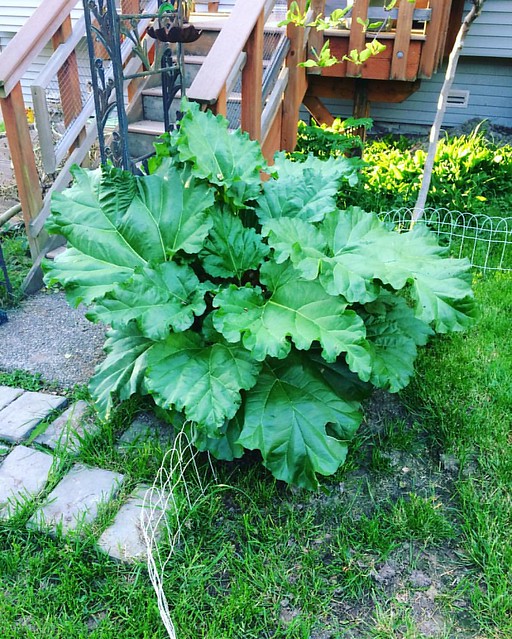 Our rhubarb plant is huge this year! I cut off several stalks a few weeks ago and Josh made a pie last night, with strawberries. Mmmm.