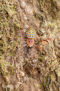 Ornamental tree trunk spider (Herennia sp.) - DSC_7745