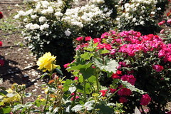 Roses at Bravo Lake Botanical Garden in Woodlake