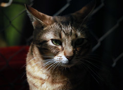 Sol y sombra sur la face d'un chat. - Photo of Laroque