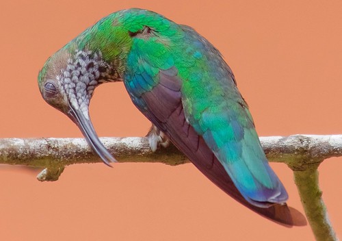 hummingbird panama jacobin neotropicalbirds panamabirds njaudubonecotravel