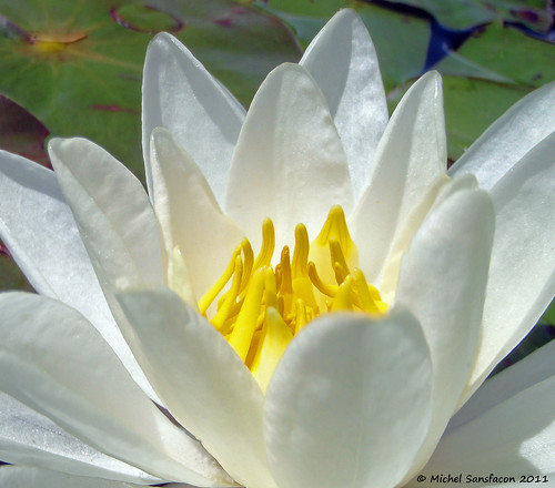 flower fleur waterlily nénuphar olympusstylus1030sw