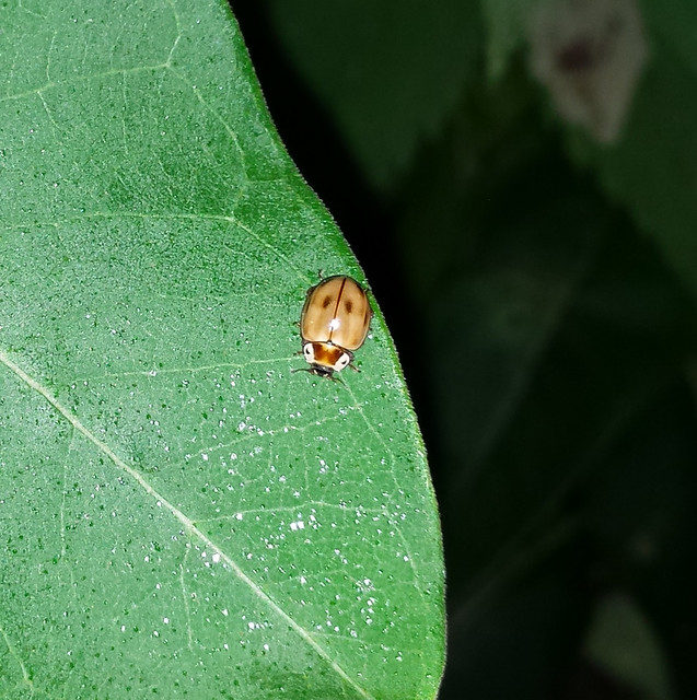 light brown ladybug with two spots on top, two in the bottom center, and two in the back