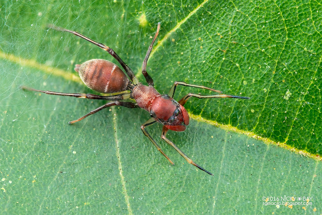 Ant-mimic jumping spider (Myrmarachne sp.) - DSC_6044