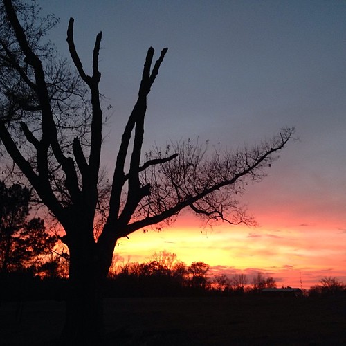 sunset oak farming nofilter farmlife uploaded:by=flickstagram instagram:photo=61546576252512600146253686 instagram:venuename=leefarm instagram:venue=177588213