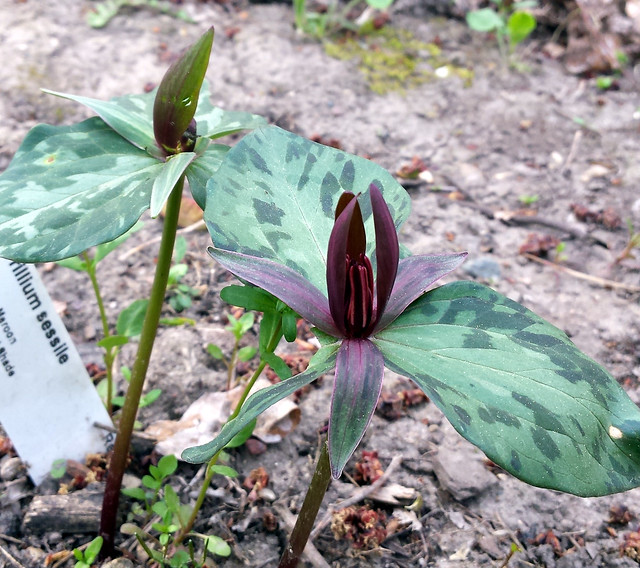 two purple trilliums, one missing a leaf and one missing the blossom