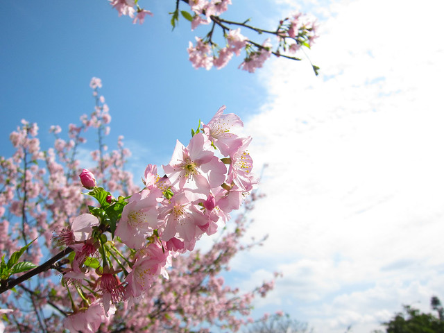 陽光運動公園櫻花