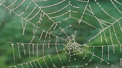 Spider web - Photo of Yébleron