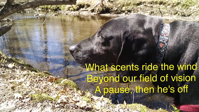 Image Haiku: Dog Sense