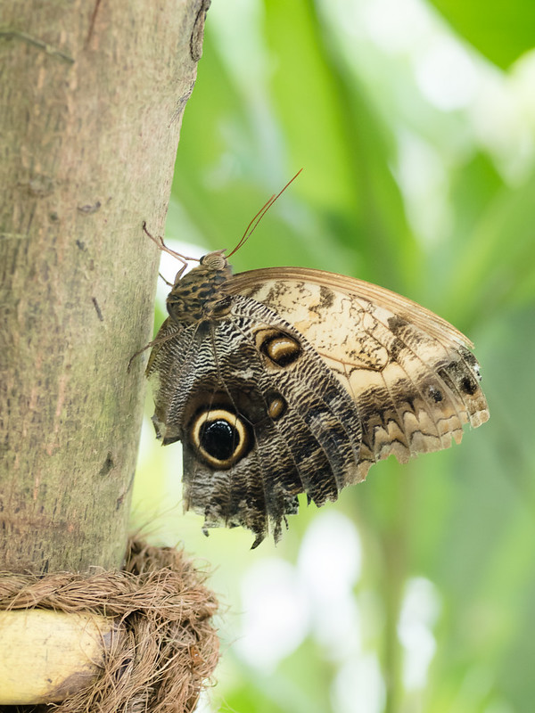 Serie papillons sur l'île de Mainau, DE 26133774082_c817f56fed_c