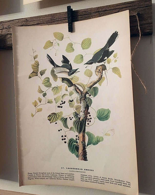 Bird Print Wall Gallery Project