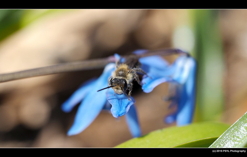 Andrena bee on squill
