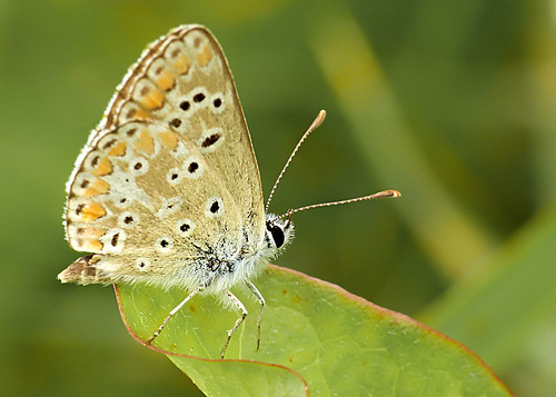 butterfly lepidoptera aricia ariciaagestis profmoriartydotcom:book=779