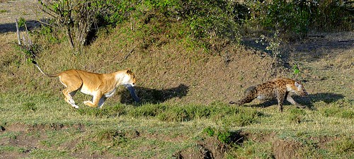 kenya lion masaimara pantheraleo crocutacrocuta spottedhyena serian nikkor30028vr2 october2015