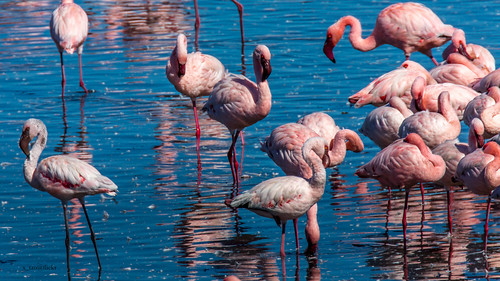 africa canon southafrica flamingos kimberley za northerncape rovosrail kamfersdam canoneos5dmarkiii canonextenderef2xiii