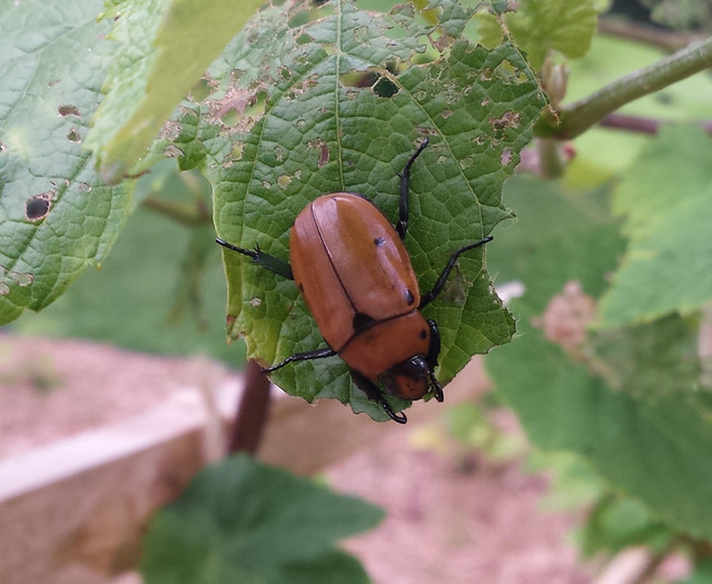 medium-brown beetle at least an inch long