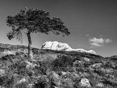 Scots Pine and Slioch