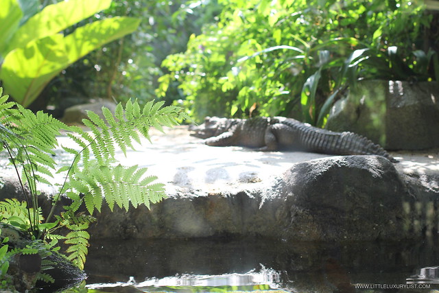 Singapore River Safari crocodile