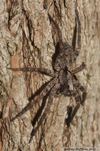 animal photography spider wolf wildlife arachnid indiana andrew hoffman invertebrate pulchra lycosidae gladicosa