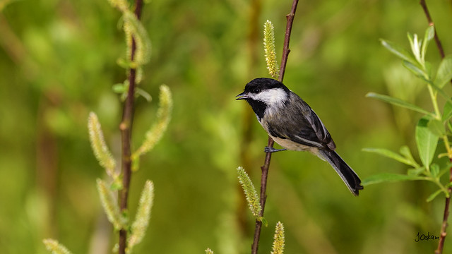 Black-Capped Chickadee