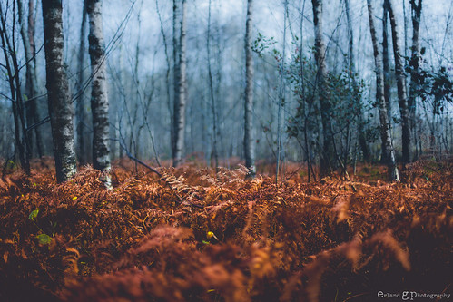autumn orange nature norway forest woods birch