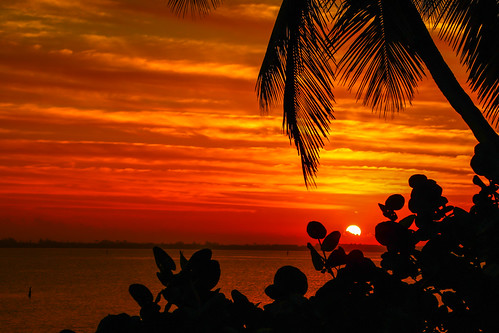 park morning sky usa sun tree nature weather sunrise outside outdoors dawn florida lagoon palm palmtree tropical indianriver seagrapes jensenbeach indianriverlagoon hutchinsonisland indianriversidepark