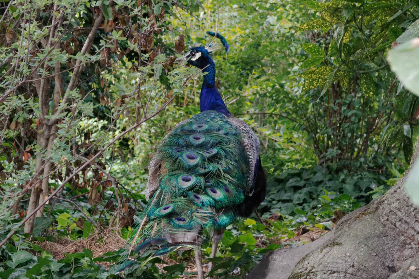 Peacock in Paris