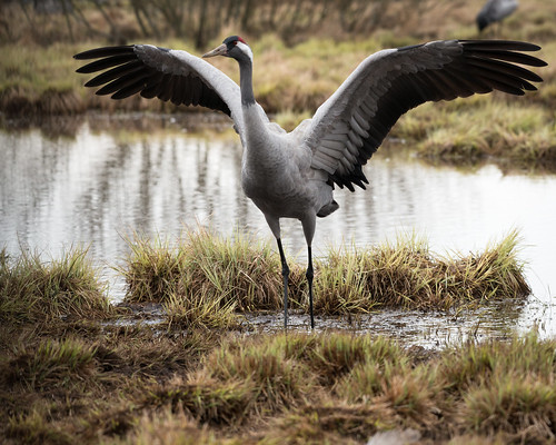 animal se sweden fåglar djur hornborgasjön grusgrus tranor trana västragötalandslän
