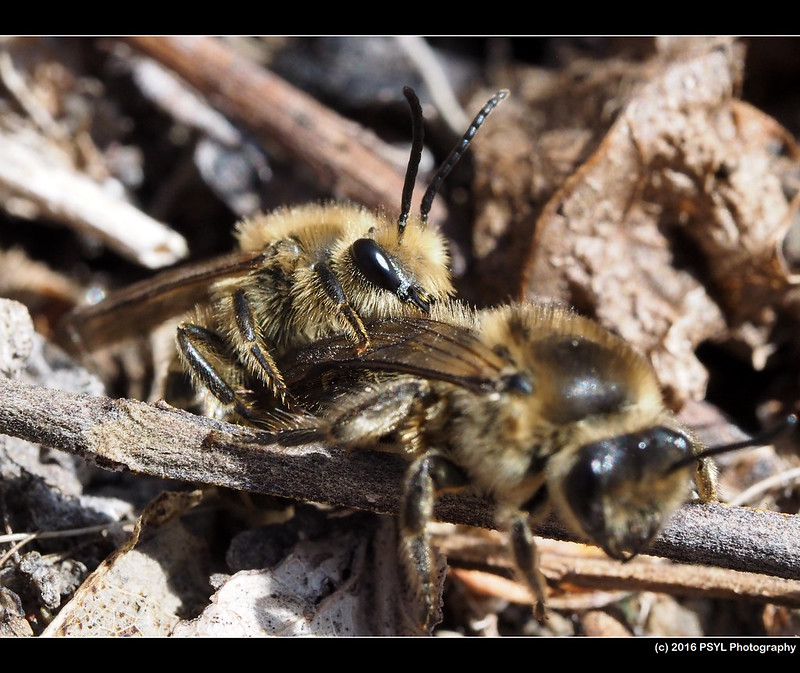 Mating Cellophane bees (Colletes sp.)