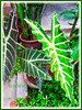 Alocasia sanderiana (Kris Plant, Keris Plant, Sander’s Alocasia, African Mask)