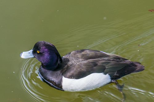 Tufted Duck has been selling a flatter