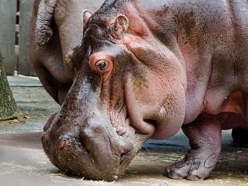 Hippopotamus Head