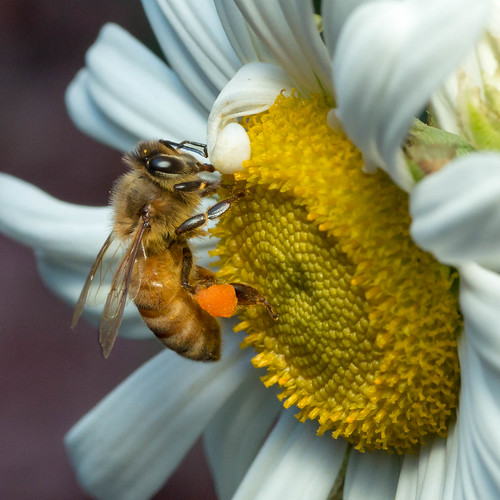 macro nature canon insect bee honey tamron 90mm 90 pollenbasket 70d corbicula beepollen beebread